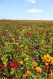 《Apex英雄》手游和《战地》手游都被EA取消